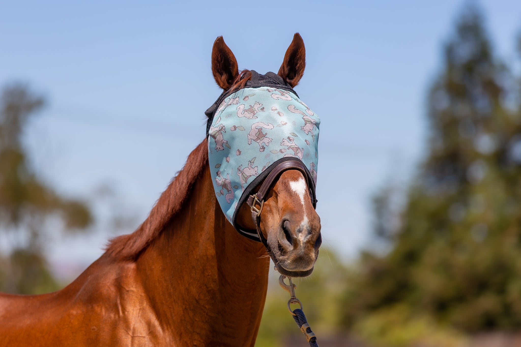 SQUIRREL Mesh Fly Mask W/ Binding/ 2 Closure Stretch Top Panel – MackeyUSA